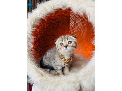 Scottish British Black Golden Tabby Yavrular 