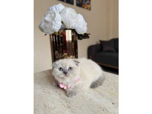 Masmavi Boncuk Gözlü Bluepoint ve Redpoint Scottish Fold Yavruları