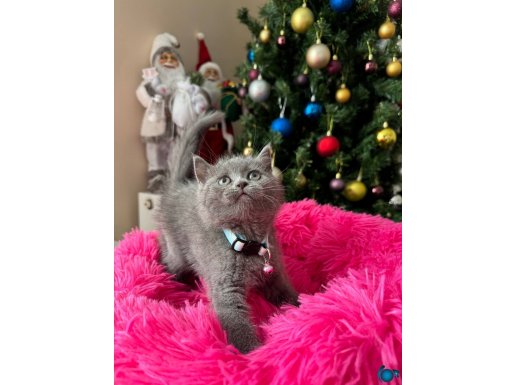 British Shorthair Safkan Yavrular 