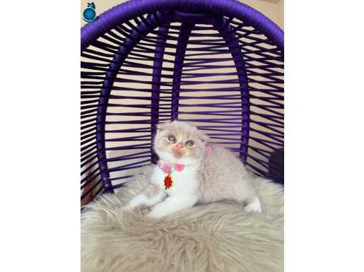 Scottish Fold Fawn Bicolor 