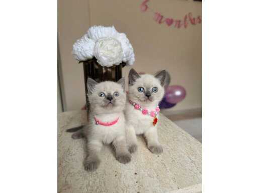 Safkan British Shorthair Bluepoint Yavrular 