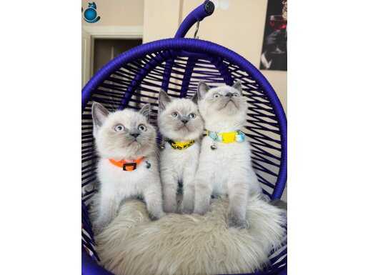 Safkan British Shorthair Bluepoint Yavrular 
