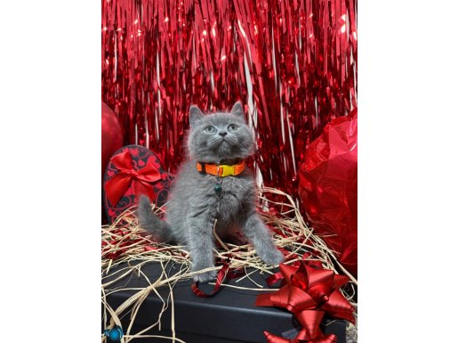 Safkan Ayıcık Kafa British Shorthair Blue 