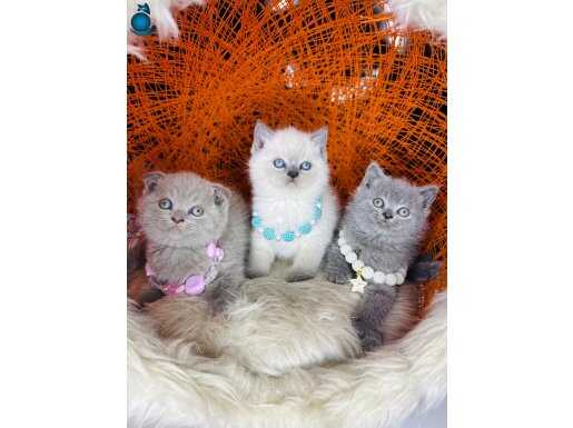 Birbirinden Tatlı Safkan Yavrular Dişi&Erkek