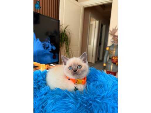 British Shorthair Bluepoint Ve redpoint 