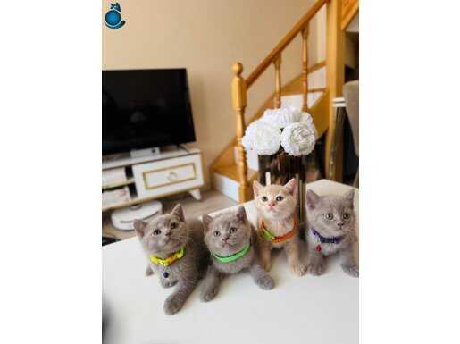 Safkan British Shorthair Lilac ve Krem Rengi Yavrular 