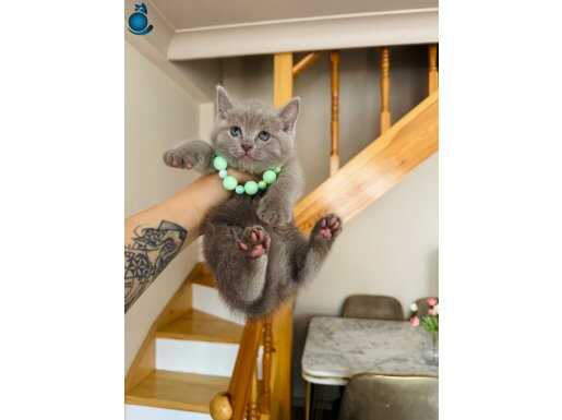 British Shorthair Lilac Rengi Yavrumuz 