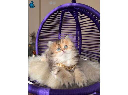 Eşsiz Güzellikte British Longhair Black Golden Yavru 