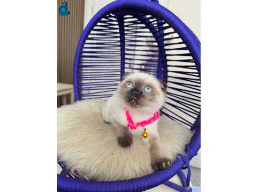 Zümrüt Bakışlı Scottish Fold Chocolate Point Yavrumuz