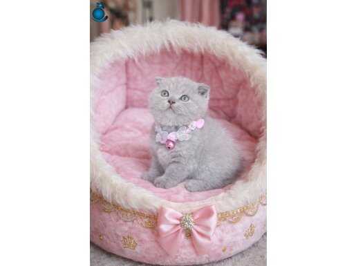Scottish Fold Lilac Rengi Yavru
