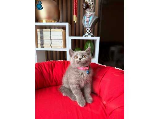 British Shorthair Blue Yavrular 