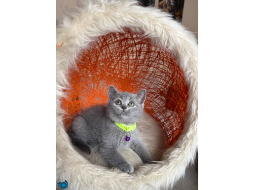 British Shorthair Blue Yavru 