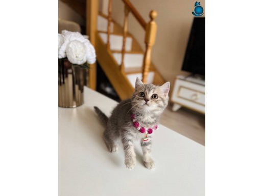 Safkan British Shorthair Dişi Yavru 