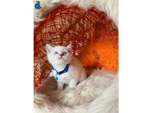 British Shorthair Silver Point Yavrular 