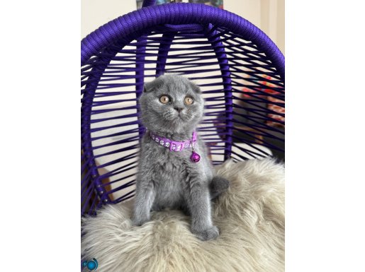 Topaç yanak Scottish Fold yavrular