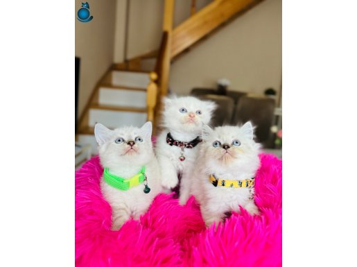 Shorthair Dişi Erkek Yavrular 