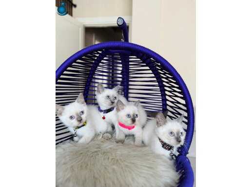 British Shorthair Bluepoint Dişi Erkek Yavrular 