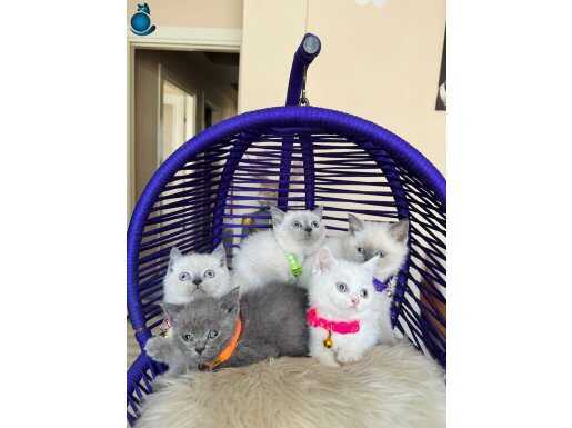 British Shorthair Gri Beyaz Yavrular 
