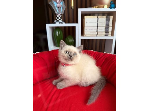 British Shorthair Bluepoint Bebekler 