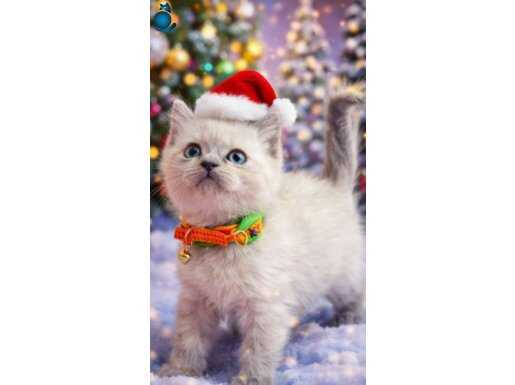 British Shorthair Safkan yavrular 