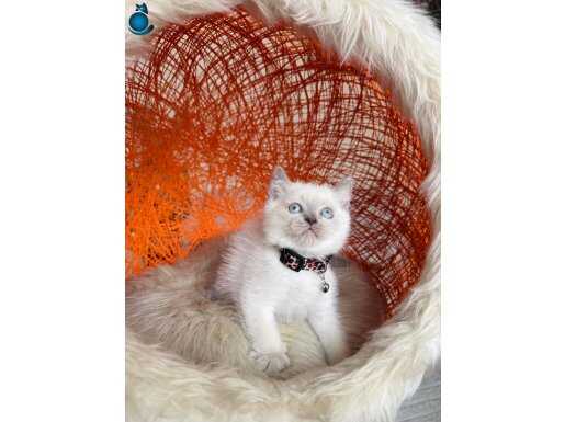 British Shorthair Bluepoint Yavrular 
