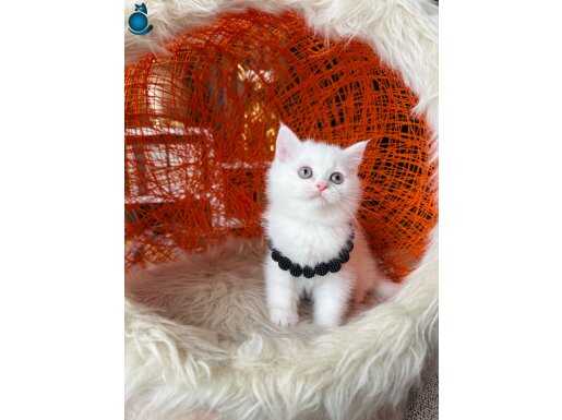 British Shorthair Kar Beyazı Yavrular Dişi-Erkek