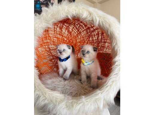 Scottish Fold Bluepoint Bebekler 