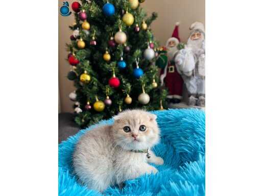 Scottish Fold top kafa yavrular 