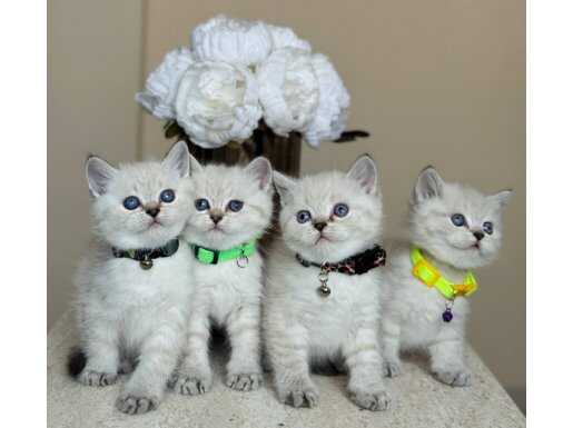 British Shorthair Lynx Point Yavrular 