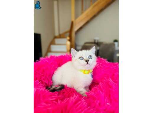 British Shorthair Silver Point Yavrular