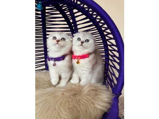 Top kafa Scottish Fold Silver Shaded Yavrular 