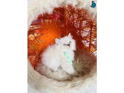 British Longhair Silver Point Yavru 