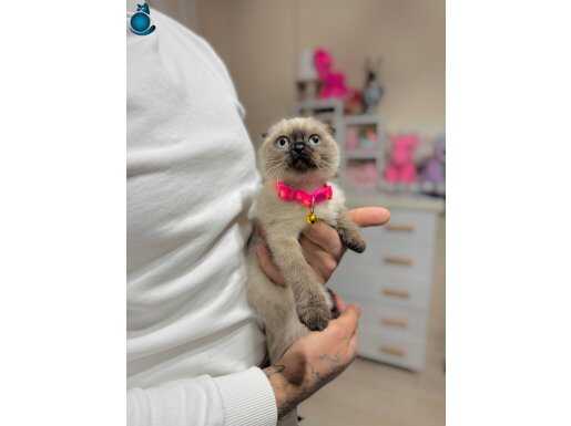 Scottish Fold Chocolate Point 