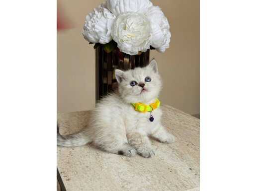 Mavi Bakışlı Safkan British Shorthair Lynx Point Yavrular