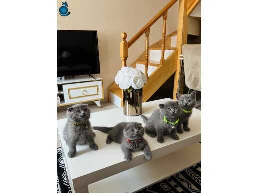 Top Kafa Scottish Fold Yavrular 