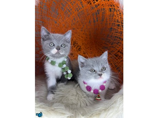 Nadir Irk Bicolour Bebekler 