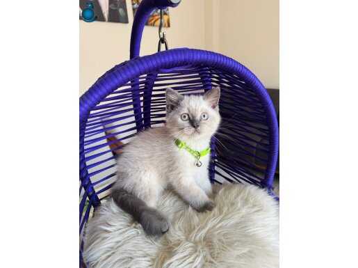 British Shorthair Bluepoint Yavrular 