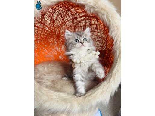 British Longhair Silver yavru 