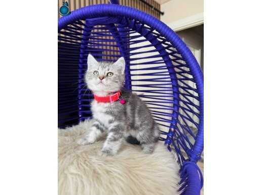 British Shorthair Silver Yavru 