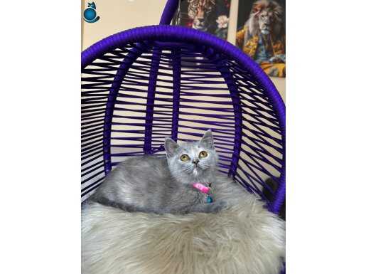 Top Kafa British Shorthair Blue Yavrular 