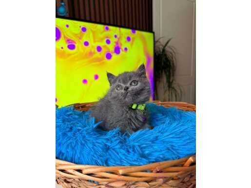British Shorthair Gri Bebekler 