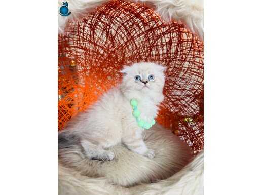 Scottish Fold Lynx Point Yavrular 
