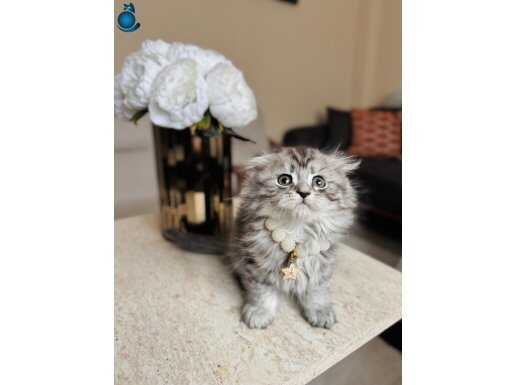 Scottish Fold Longhair Silver Yavrular