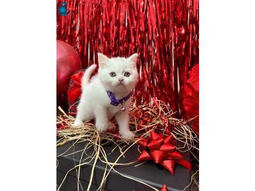 British Shorthair Pamuk Beyazı Yavrumuz 