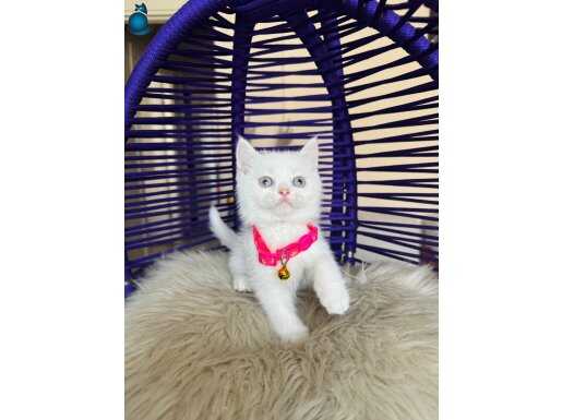 British Shorthair Beyaz Dişi Erkek Yavrular