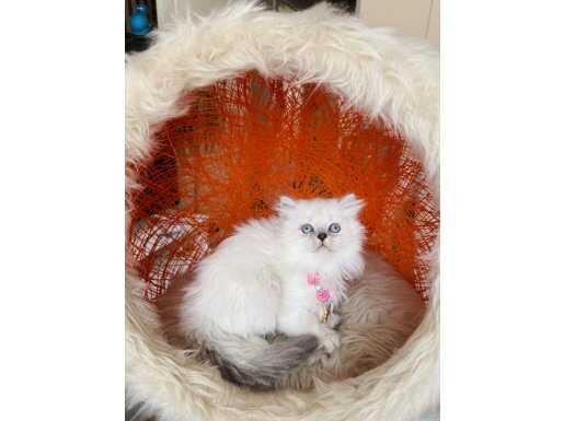 British Longhair Silver Point Yavrular 