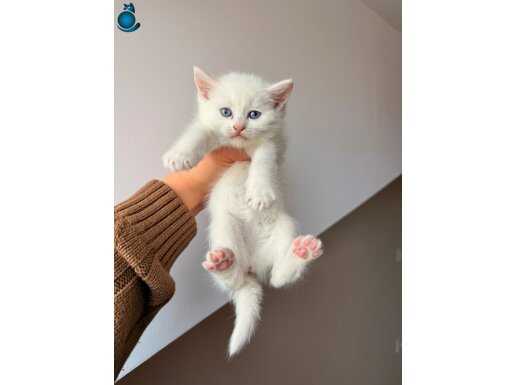 British shorthair bembeyaz yavrular 
