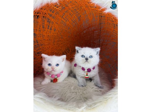 British Shorthair Bluepoint & Beyaz 