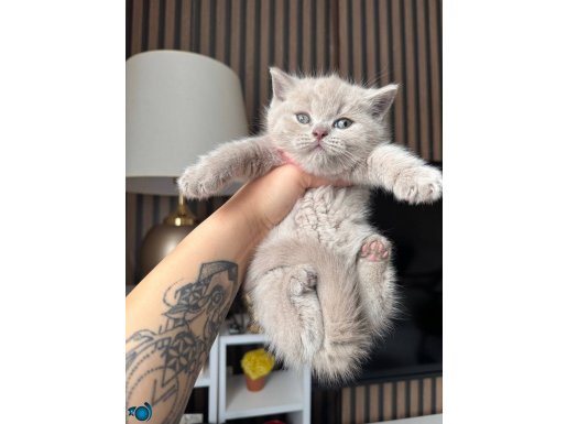 Topaç Kafa Safkan Gri ve Lilac Rengi Yavrular 