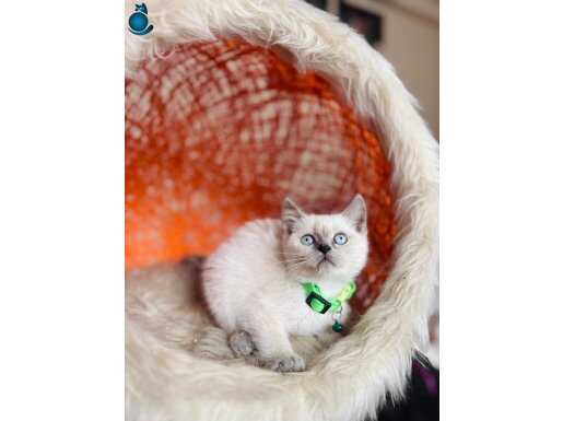 British Shorthair Bluepoint Silver Point Yavrular 